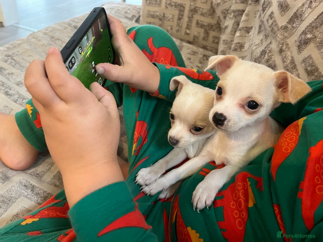 Chihuahua dogs for sale: Two beautiful Chihuahua boys  - Image 5