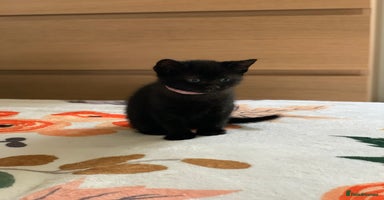 Russian Blue cats - Advert 12
