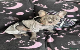 French Bulldog dogs for sale: French bull dog  - Image 2