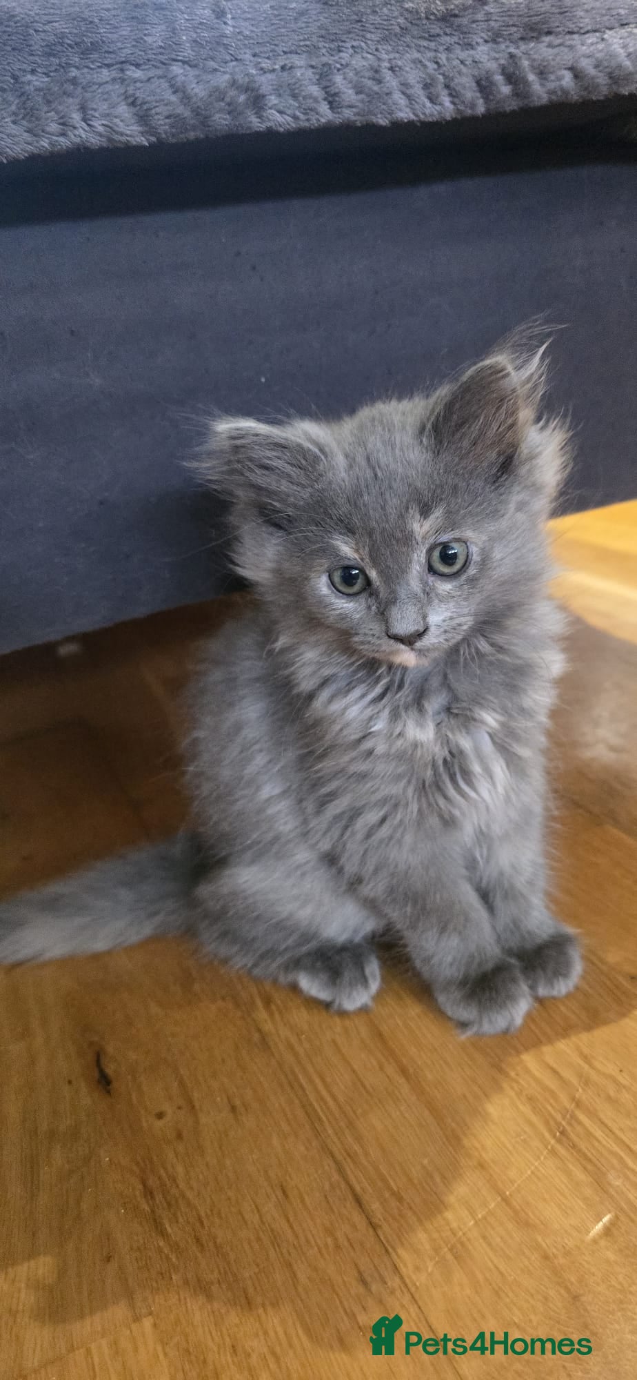 Mixed Breed cats Ragdoll/Siberian mix kittens - Advert 1