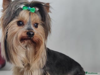 Yorkshire Terrier dogs in Hull - Advert 1