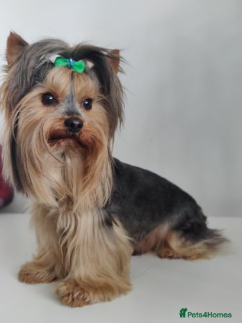 Yorkshire Terrier dogs for stud in Hull - Advert 4