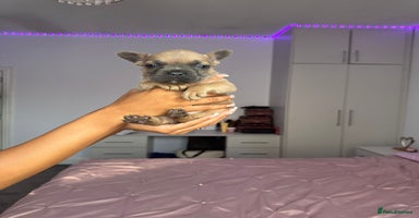 French Bulldog dogs - Advert 12