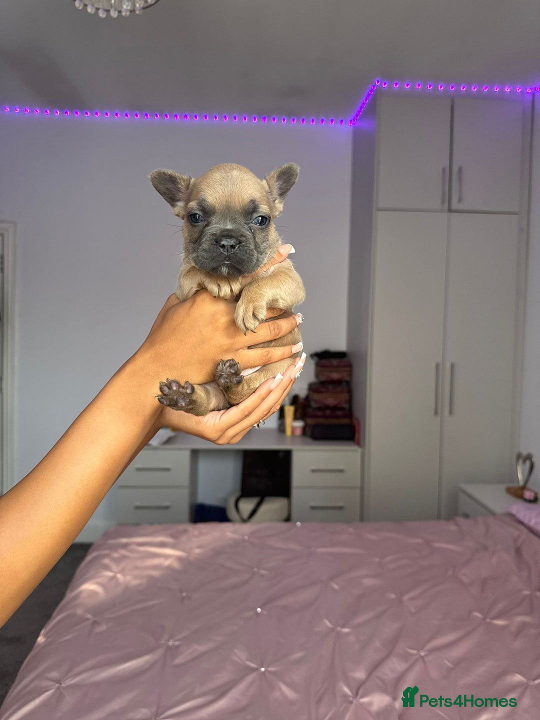 French Bulldog dogs for sale: Frenchie puppy’s available  - Image 3