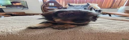 Dachshund dogs for sale: Miniature Wire Haired Dachshund puppies-one left - Advert 11
