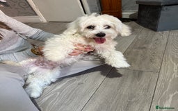 Maltese dogs for sale: Maltes - Image 2