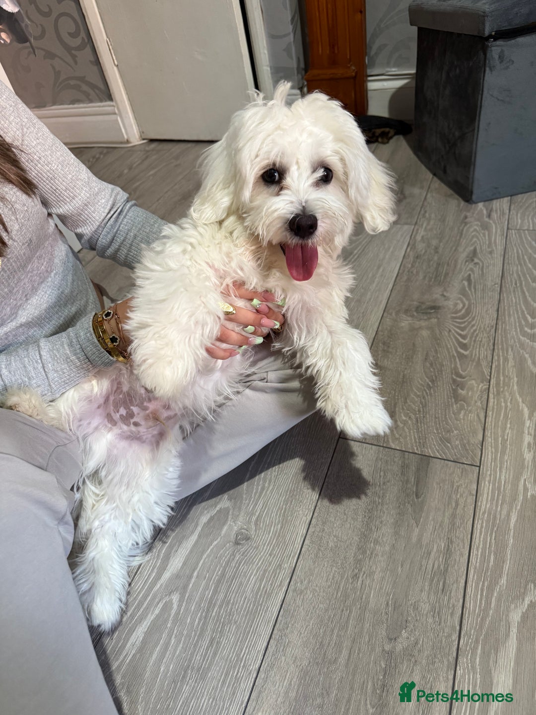 Maltese dogs for sale: Maltes - Image 2