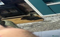 Mixed Breed dogs for sale: 4 month old Saluki X German shorthaired pointer - Image 4