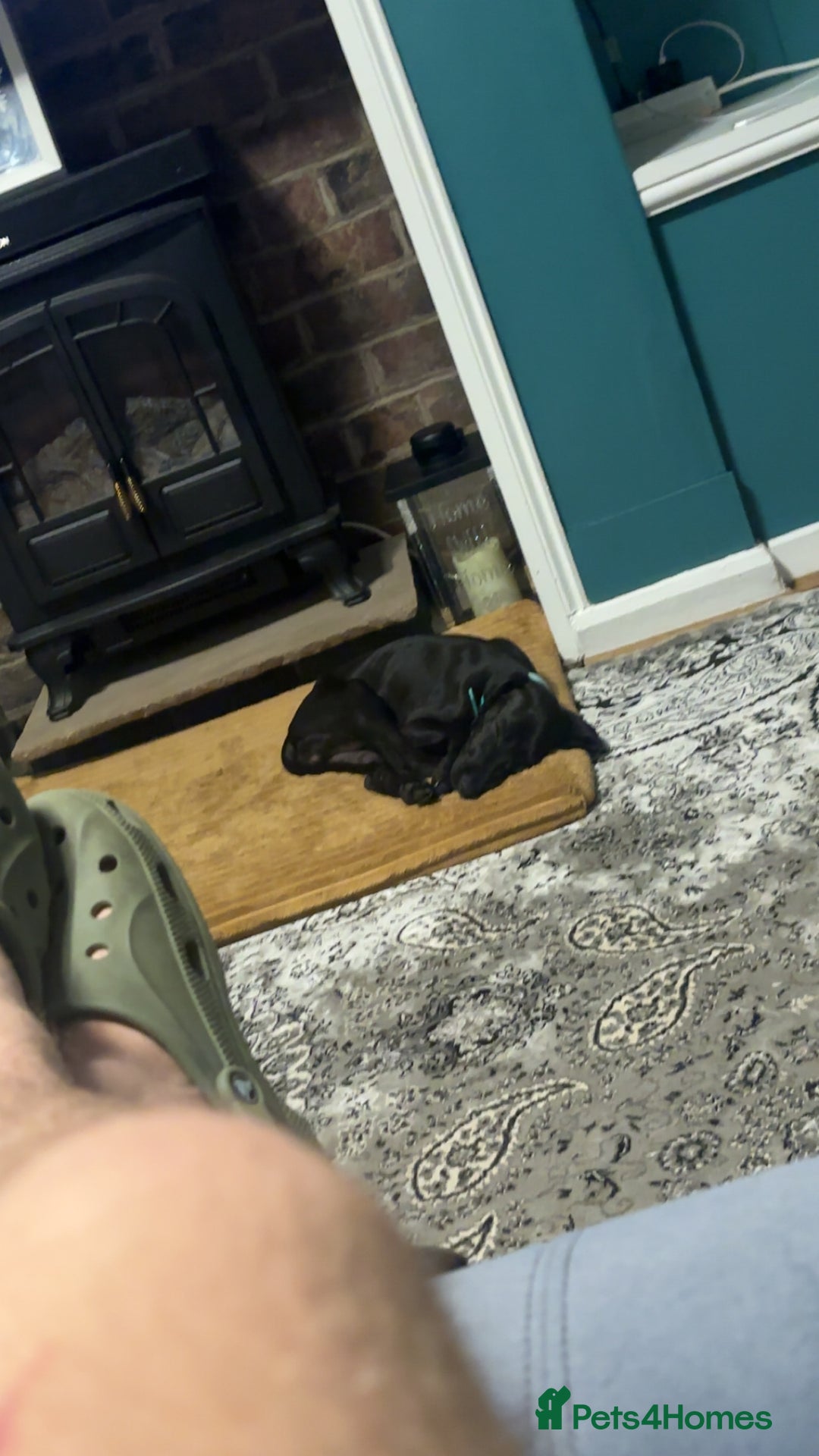 Mixed Breed dogs for sale: 4 month old Saluki X German shorthaired pointer - Image 4