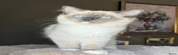Ragdoll cats for sale: European ragdolls Ready to leave! - Advert 16