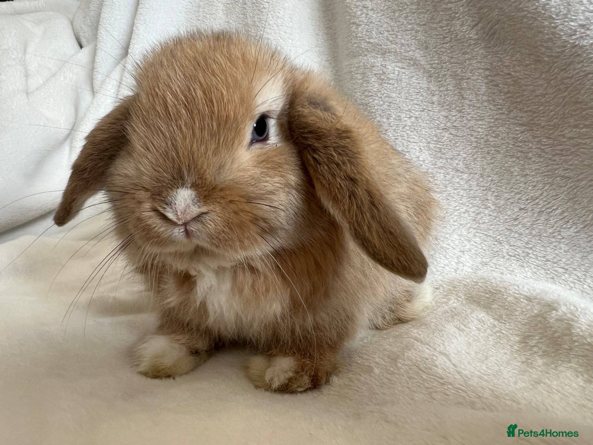 Mini Lop rabbits Mini Lops Ready to Leave Now  - Advert 1