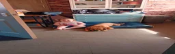 American Bulldog dogs for sale: 8 moth male american bulldog - Advert 7