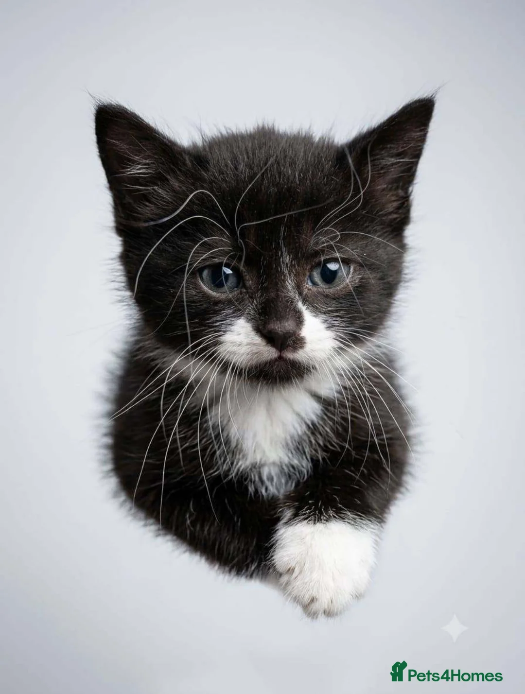 Mixed Breed cats for sale: Tuxedo kitten for sale  - Advert 2