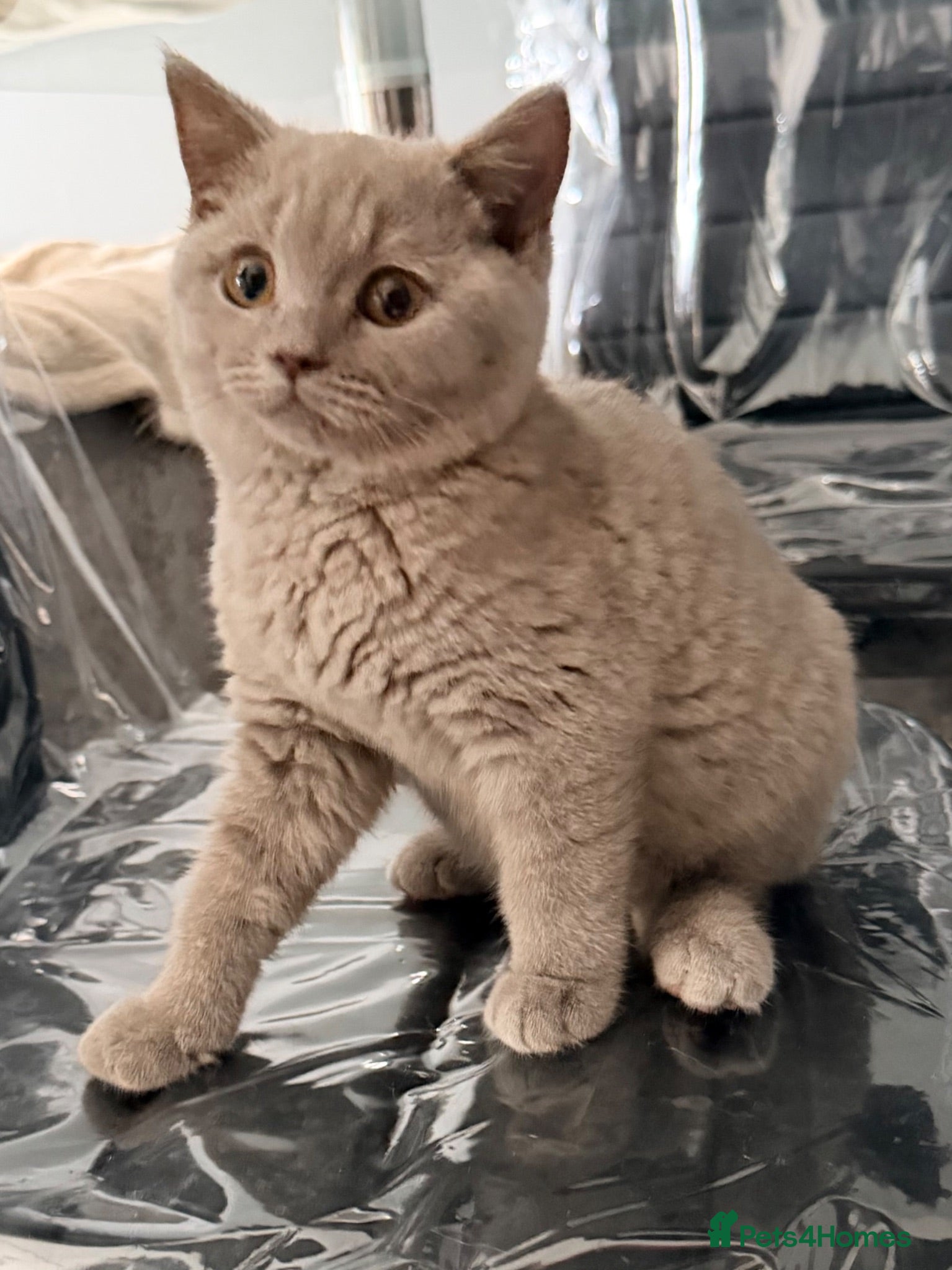 British Shorthair cats FOUR BRITISH SHORTHAIR KITTENS FOR SALE - Advert 1
