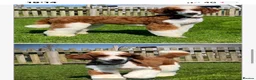 Bordoodle dogs for sale: Amazing collie-poos - Advert 10