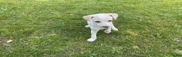 Italian Greyhound dogs for sale: Gorgeous Italian greyhound puppies  - Advert 8