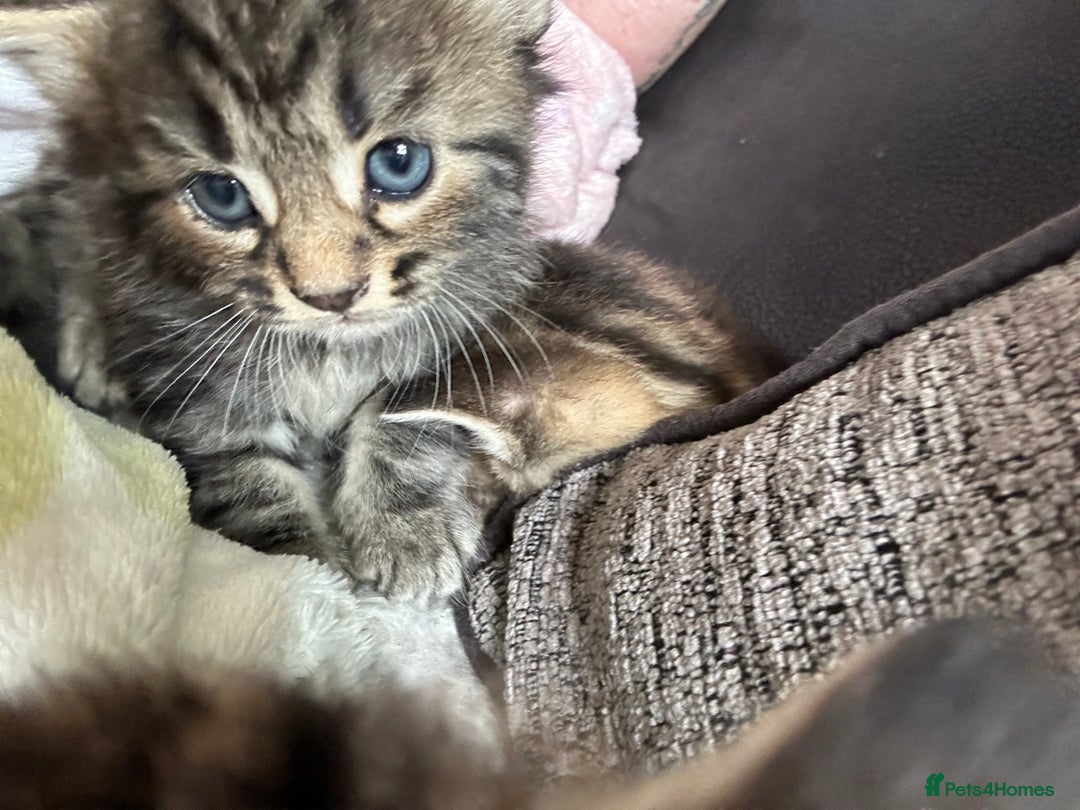 Mixed Breed cats for sale: Kittens tabby - Image 5