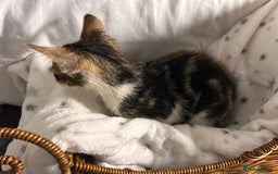 Bengal cats for sale: Bengal kittens ready now - Image 30