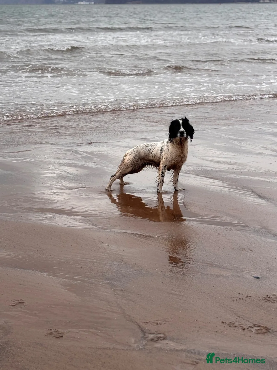 English Springer Spaniel dogs for sale: Springer spaniel puppies for sale  in Exeter - Advert 7