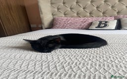 Bombay cats for sale: Cat for sale  - Image 2