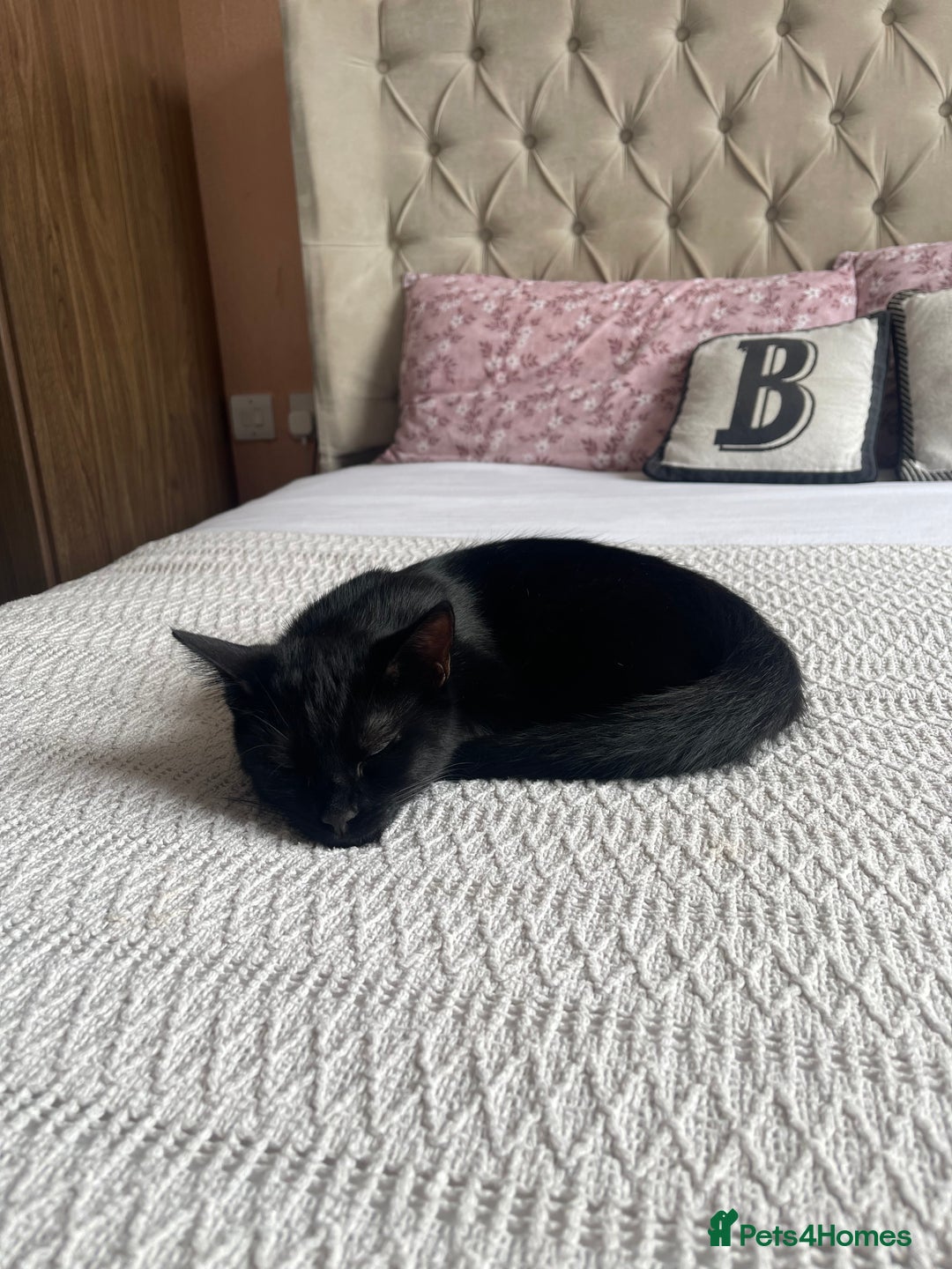 Bombay cats for sale: Cat for sale  - Image 2