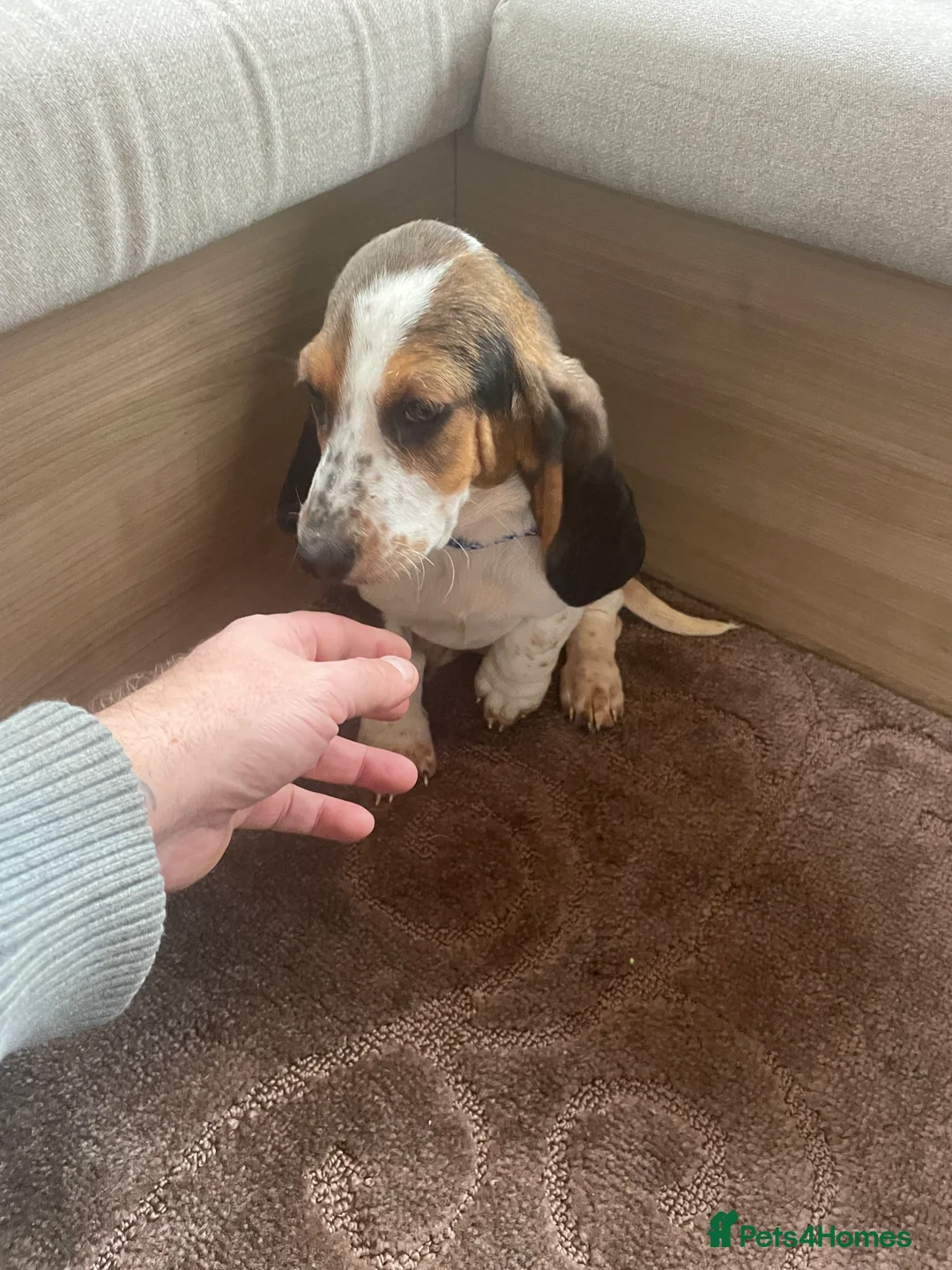 Basset Hound dogs for sale: Bassett hound puppies - Advert 10