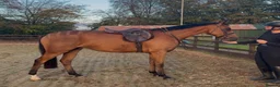 Irish Thoroughbred horses for sale: Elmast in Blackwood - Advert 3