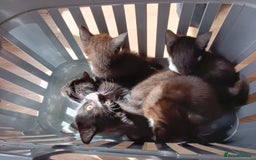Mixed Breed cats for sale: Pet kittens  - Image 4