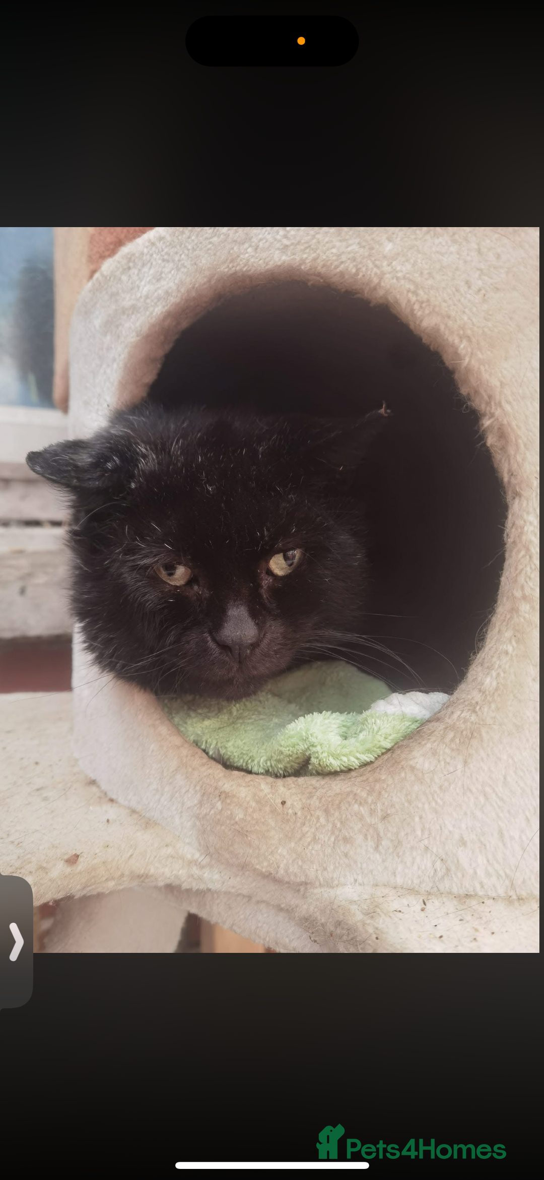 Domestic Shorthair cats for sale: Rescue cats- 20 in total rescued  - Advert 15