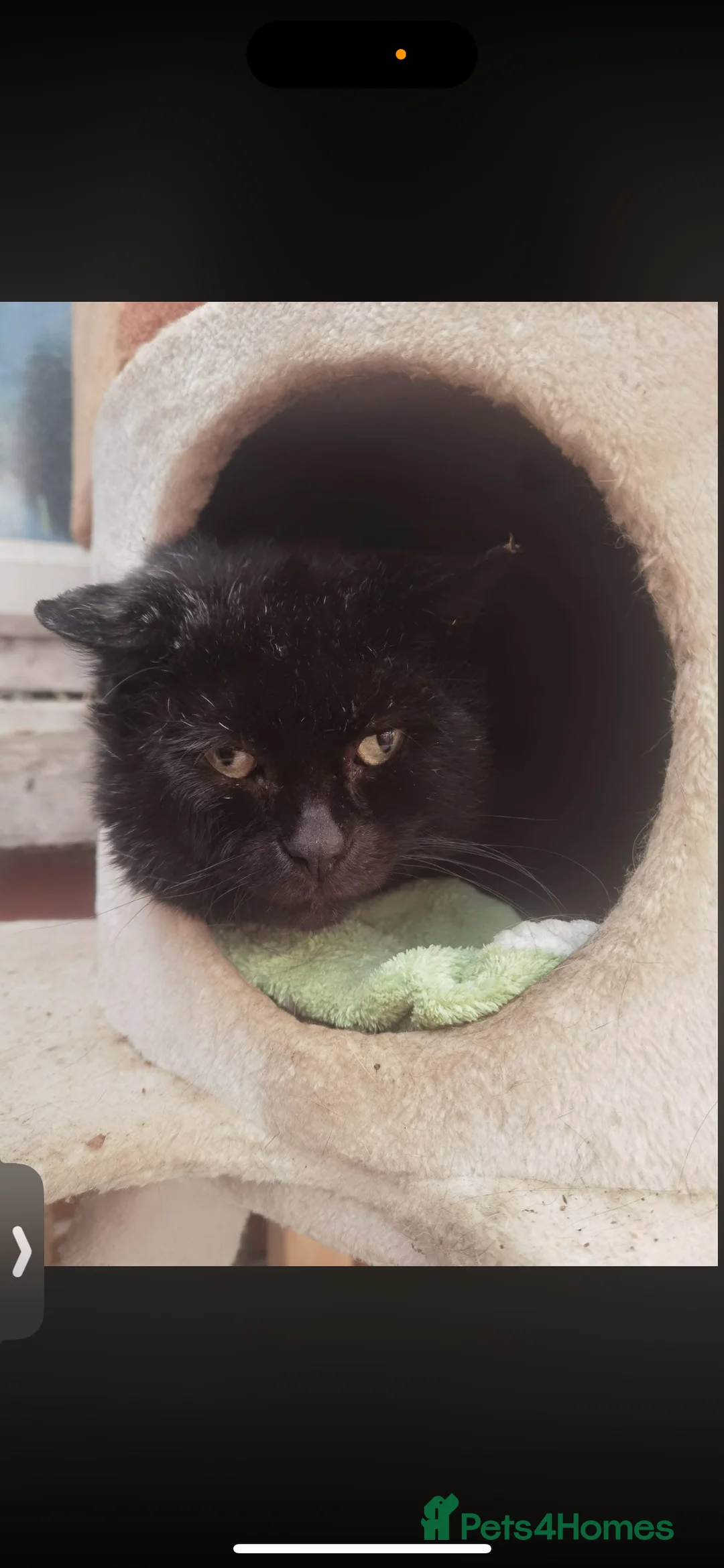 Domestic Shorthair cats for sale: Rescue cats- 60 in total, kittens/ adults🧡🙏 - Advert 6