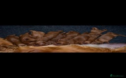 Miniature Poodle dogs for stud: Extensively Health Tested Deep Red Mini Poodle in Mansfield - Image 34