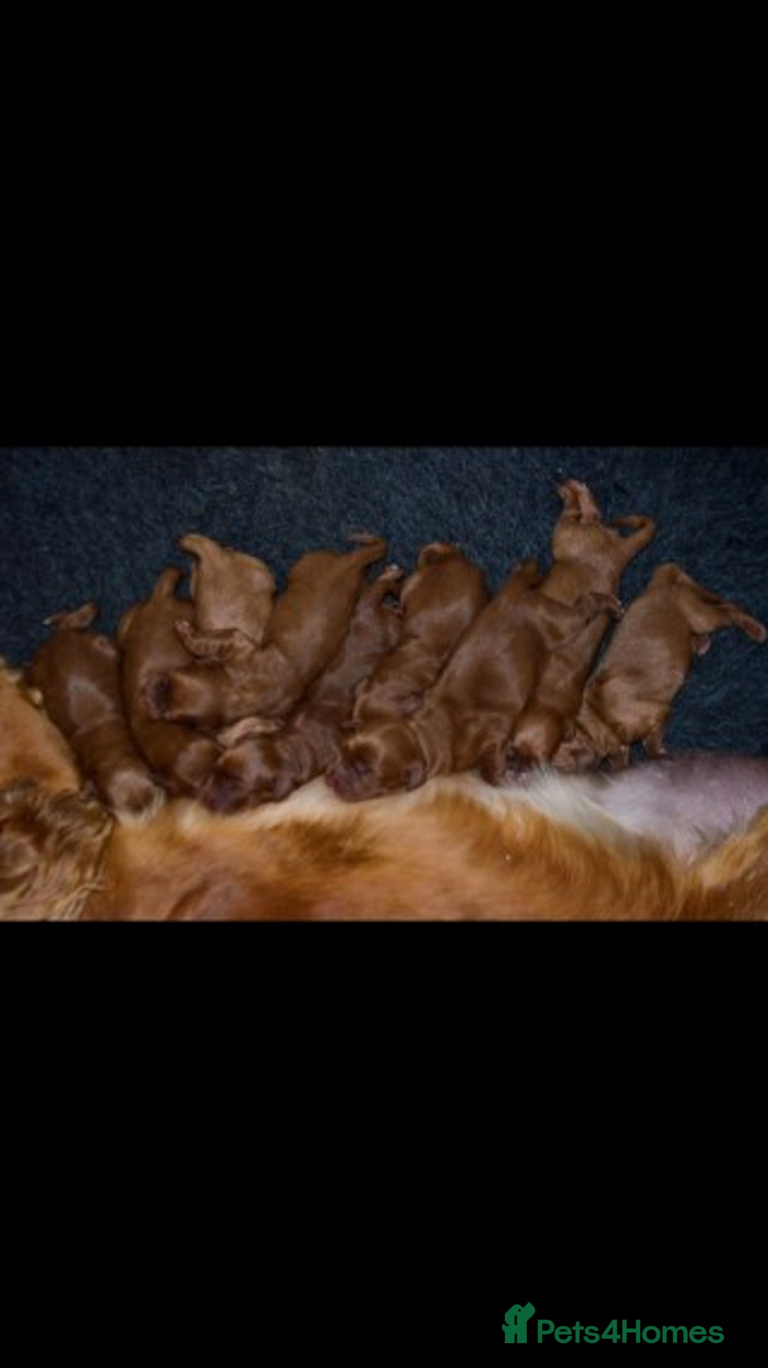 Miniature Poodle dogs for stud: Extensively Health Tested Deep Red Mini Poodle in Mansfield - Image 34