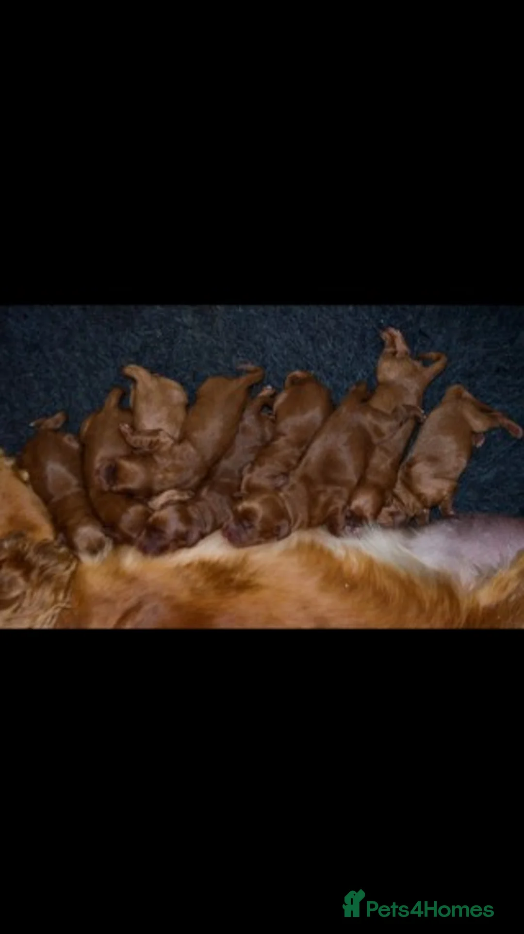 Miniature Poodle dogs for stud: Extensively Health Tested Deep Red Mini Poodle in Mansfield - Advert 34