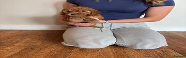 Cockapoo 5
