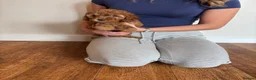 Cockapoo dogs for sale: Cockapoo puppies  - Advert 11