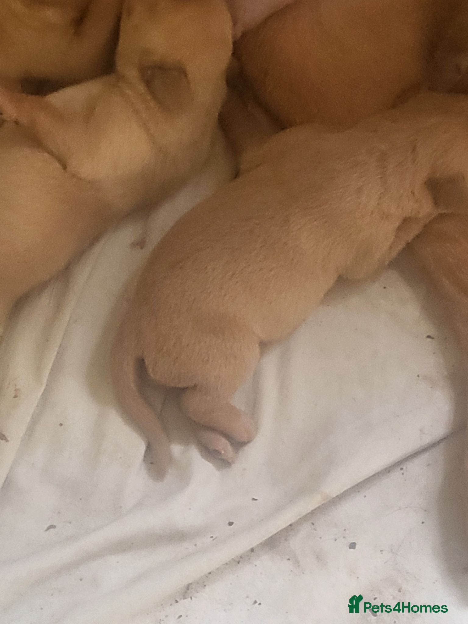 Labrador Retriever dogs A Perfect Litter of Pedigree Fox Red Labradors - Advert 2