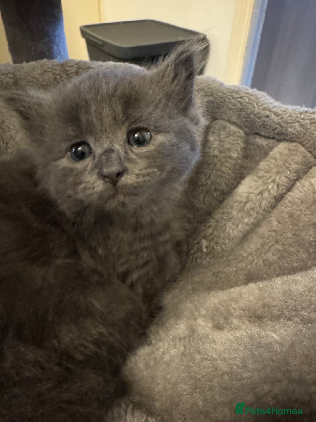Russian Blue cats for sale: Blue Russian mix - Image 11