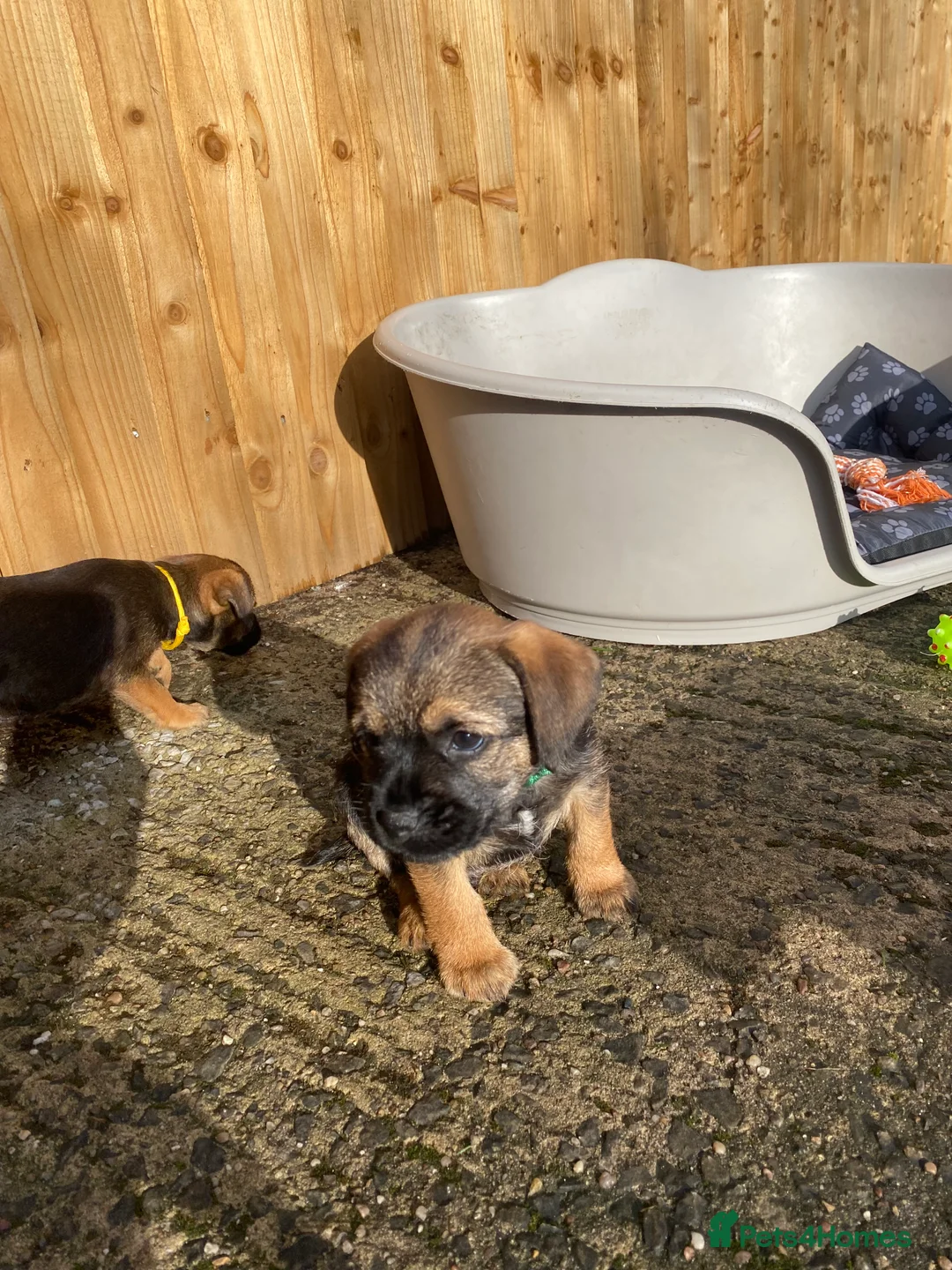 Border Terrier dogs for sale: ⭐️BORDER TERRIER PUPPIES  - Advert 7
