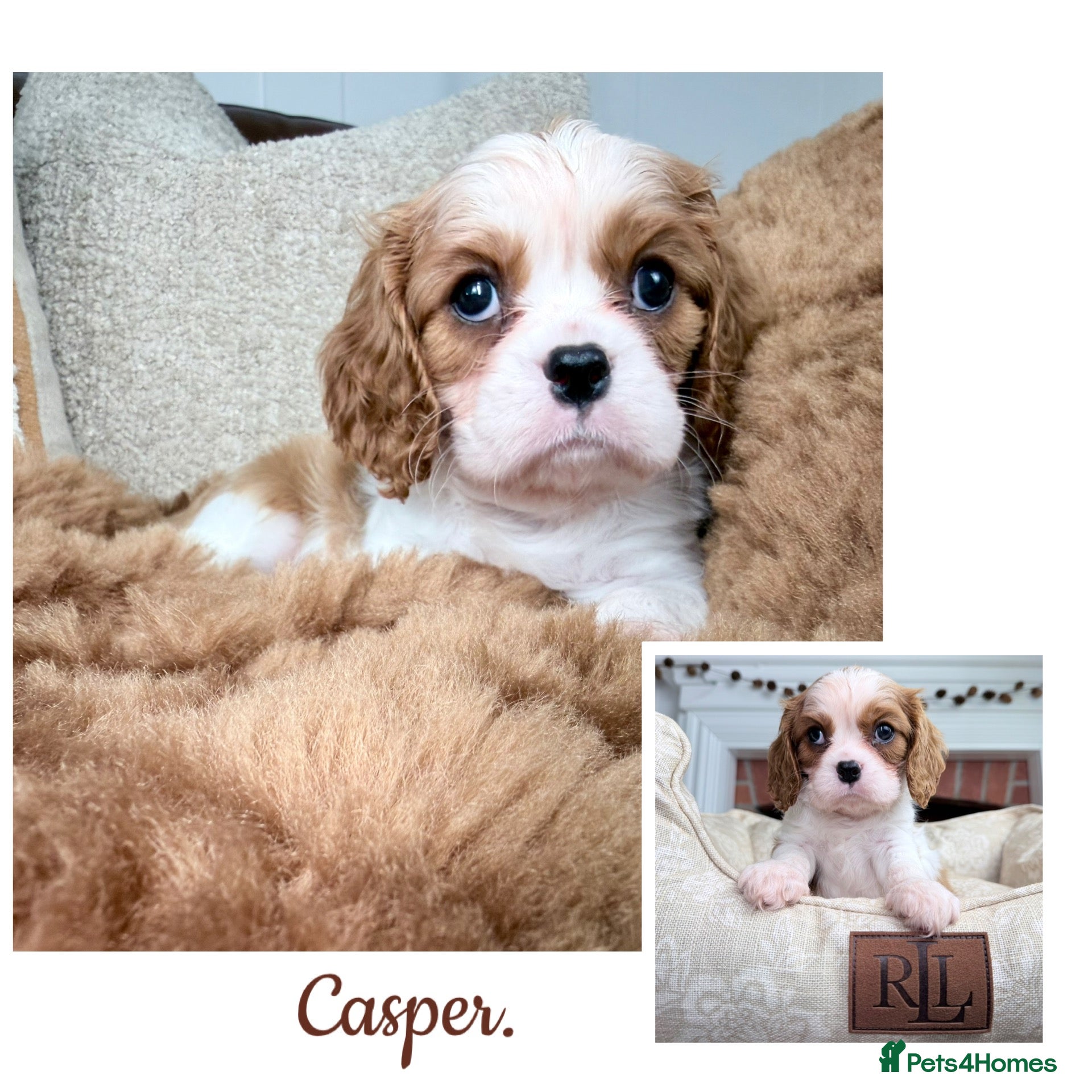 Cavalier King Charles Spaniel dogs KC registered Cavalier King Charles Spaniel.  - Advert 2