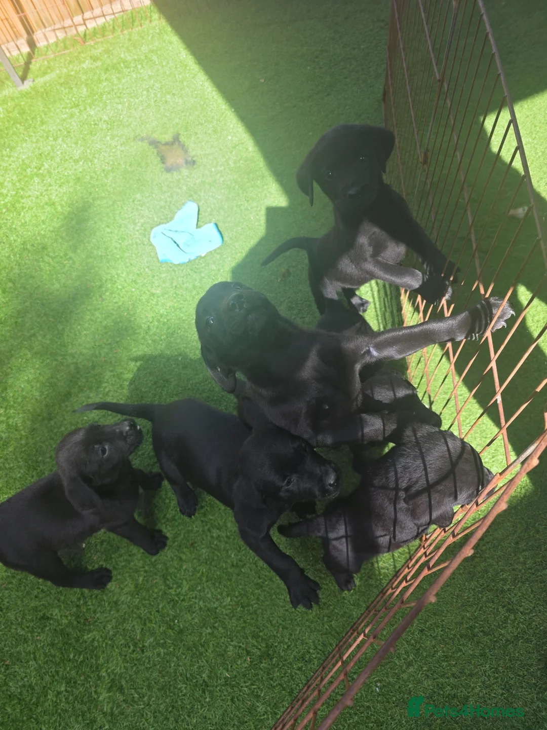 Labrador Retriever dogs for sale: Black labrador puppies  - Advert 1
