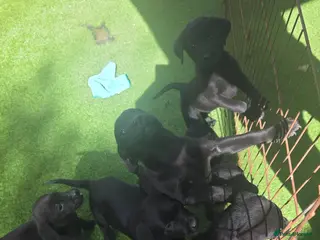 Labrador Retriever dogs Black labrador puppies - Advert 1