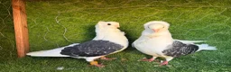 Pigeons birds for sale: Premium Breeding Pigeons Top Quality Pairs Availab - Advert 33