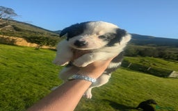 Border Collie dogs for sale: Border Collie Puppies - Image 23