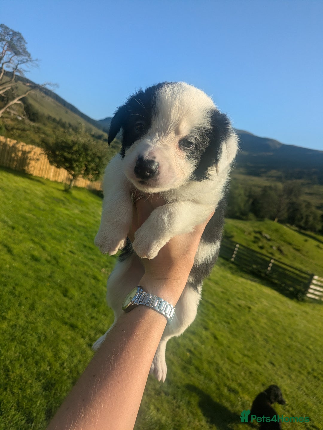 Border Collie dogs for sale: Border Collie Puppies - Image 23