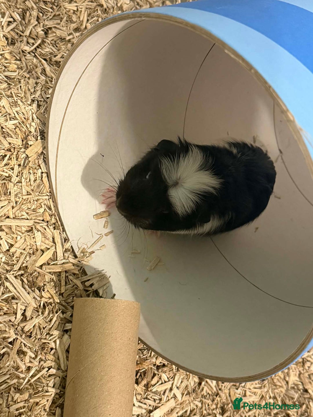 Guinea Pig rodents for sale: 2 young female guinea pigs with large c n c cage - Advert 4