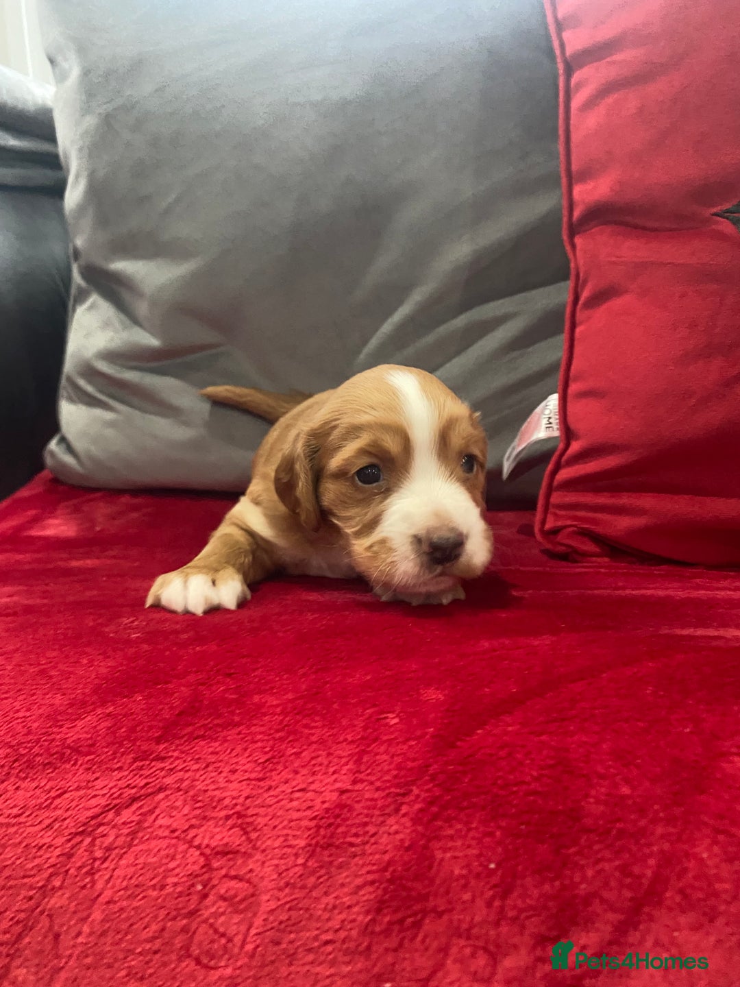 Cocker Spaniel dogs for sale: Beautiful boy cocker spaniel - Advert 5