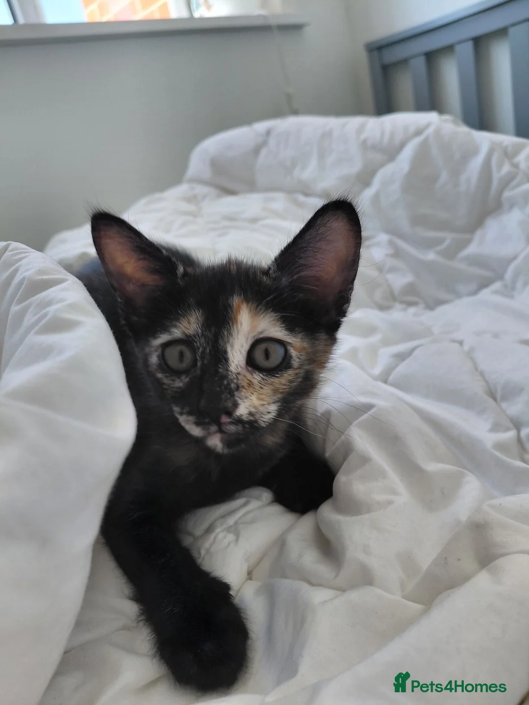 Mixed Breed cats for sale: Lovely kittens looking for a new home 💚 - Advert 25