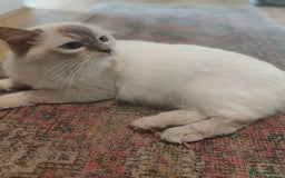 Ragdoll cats for sale: Lilac point female ragdoll - Image 2