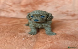 Cavapoo dogs for sale: 4 F1 Cavapoo puppies  - Image 11
