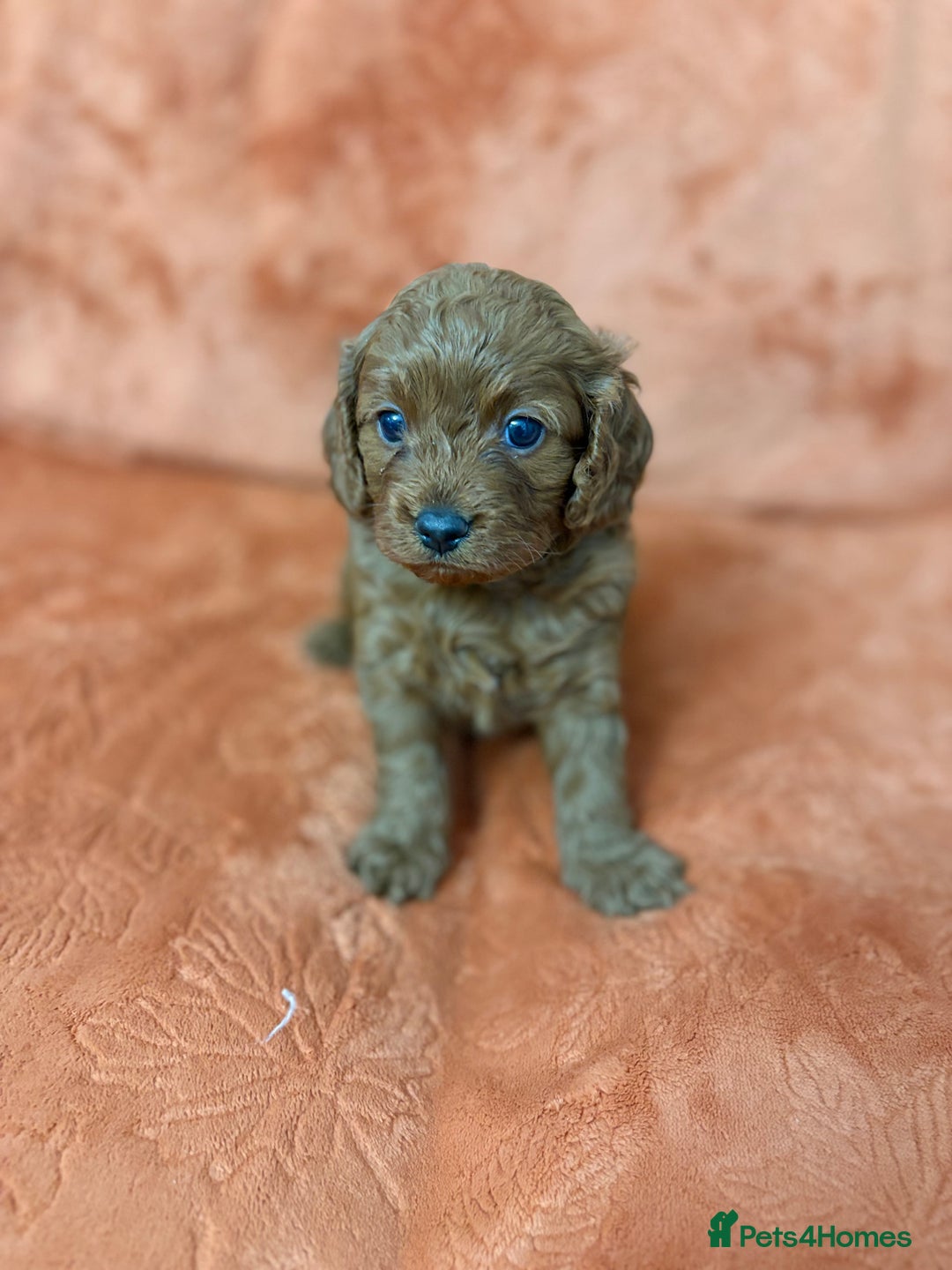Cavapoo dogs for sale: 4 F1 Cavapoo puppies  - Image 11